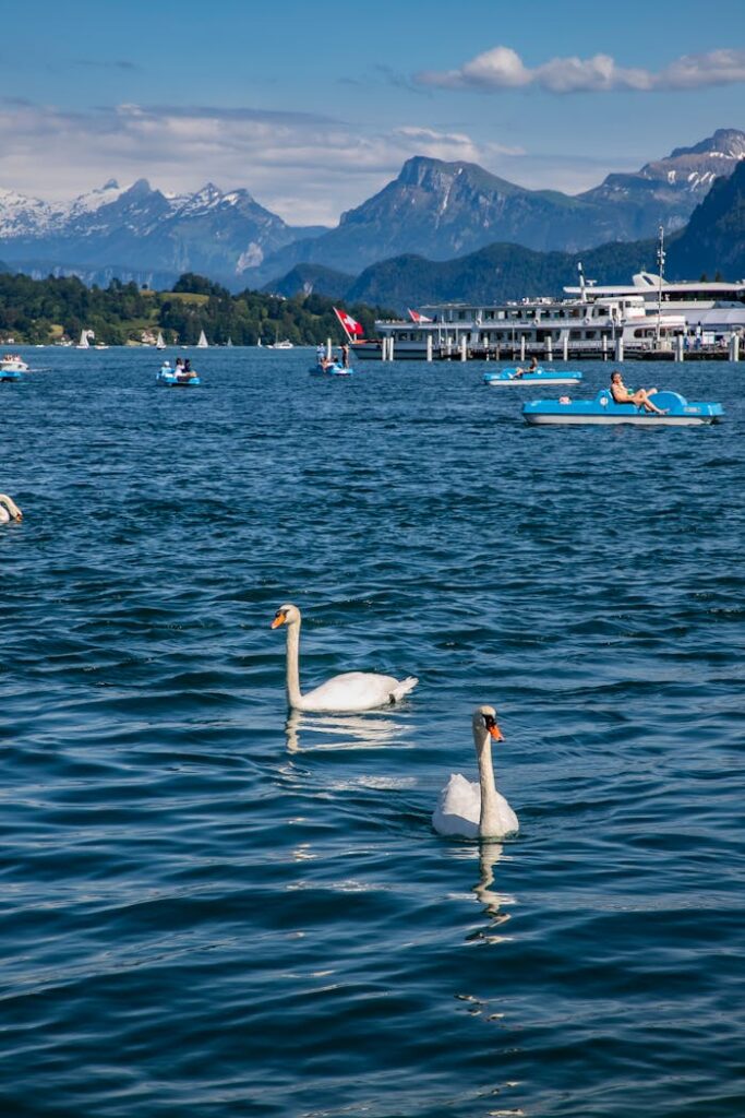 Beautiful Lake Lucerne with swans, boats, and a stunning Swiss mountain backdrop.